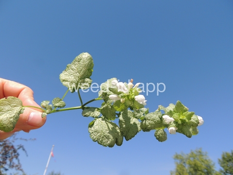 deadnettle, spotted